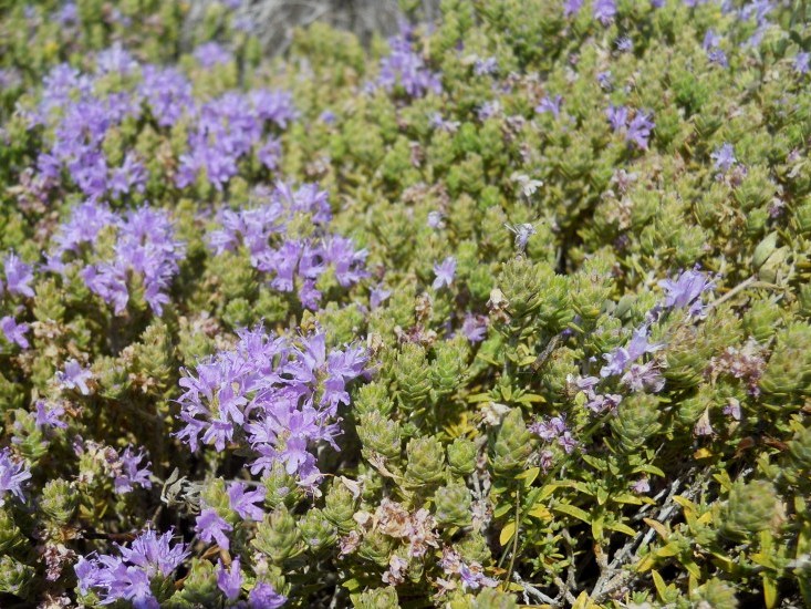 Thymbra capitata